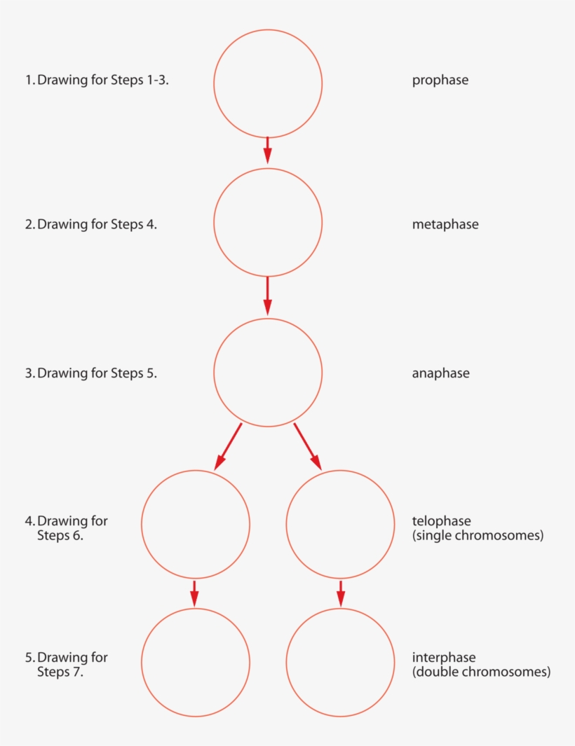 Svg Freeuse Stock Biology Assignment Custom Paper - Download, transparent png