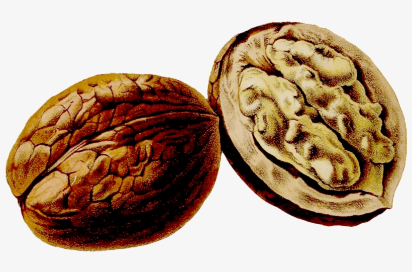 Juglans Thumbnail Pomological Watercolor - Walnut, transparent png