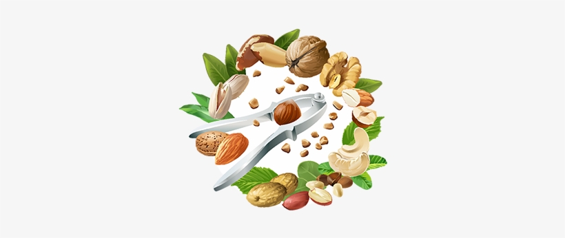 Vector Illustration Of Nutcracker And Nuts, Nuts, Nut, - Vector De Frutos Secos, transparent png
