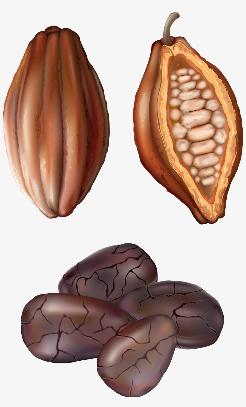 Cocoa Nut Png Clip Art - Cocoa Clipart Png, transparent png