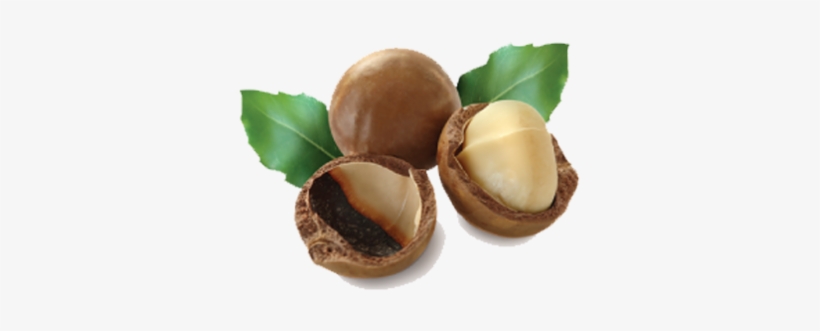 Macadamia Nuts Transparent Background Png - Macadamia Nut Oil Png, transparent png
