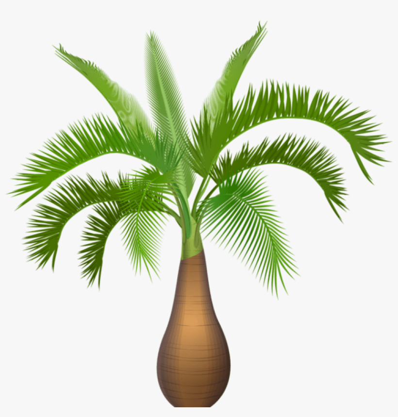 0, - Palm Trees, transparent png
