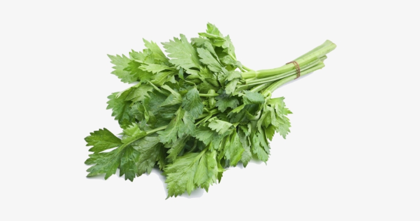 Leaves That Can Eat, transparent png