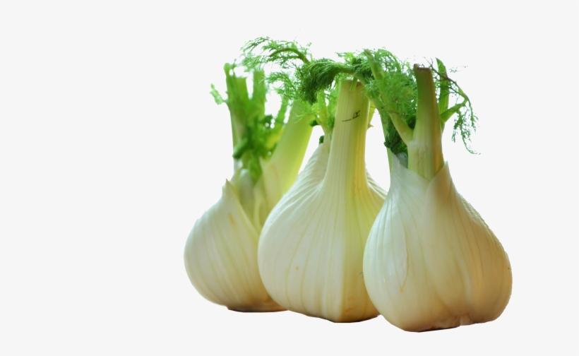Fennel Drawing Celery, transparent png