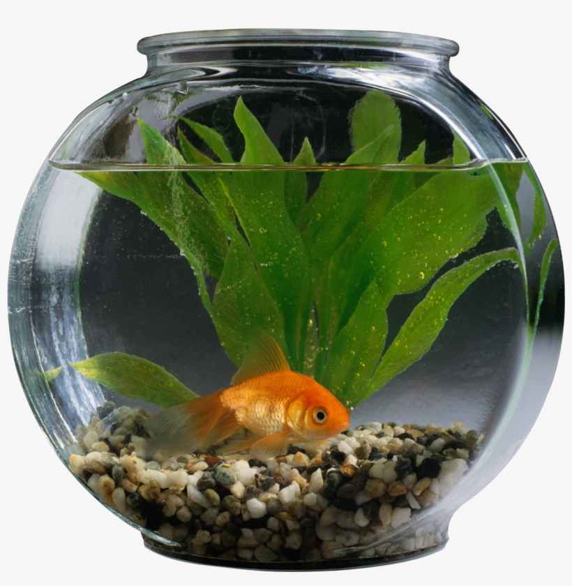 Fishbowl Photo Png Free - Pet Animals Fish In Aquarium, transparent png