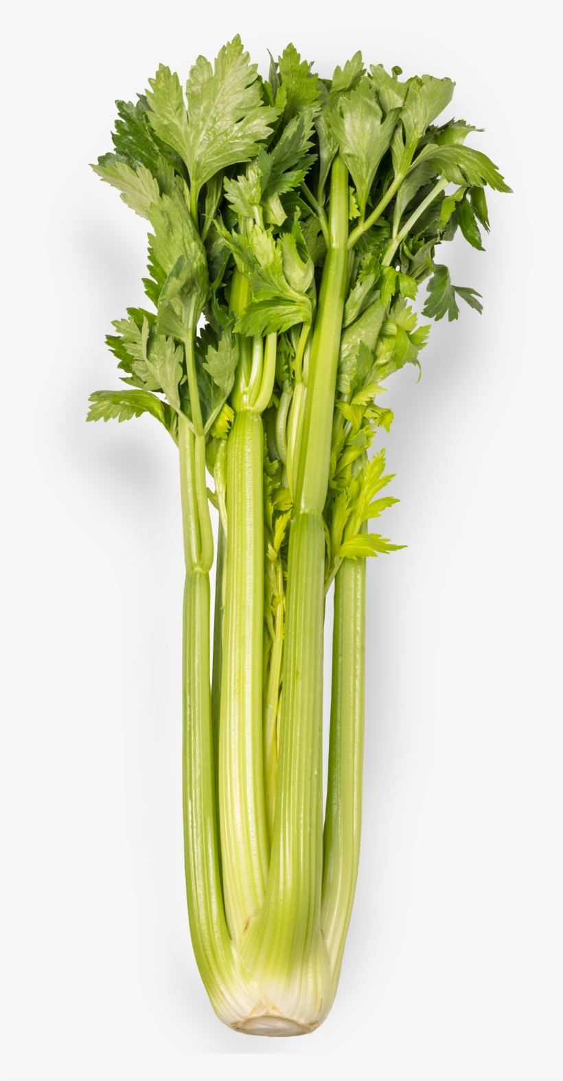 Celery 1500x1500 PNG Download PNGkit