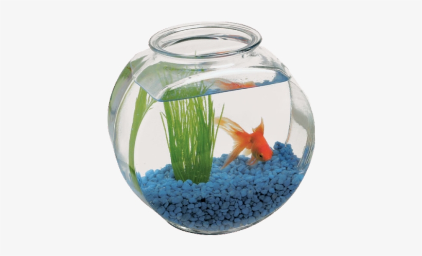 Fish-bowl - Tumblr - 2 Gallon Fish Bowl, transparent png