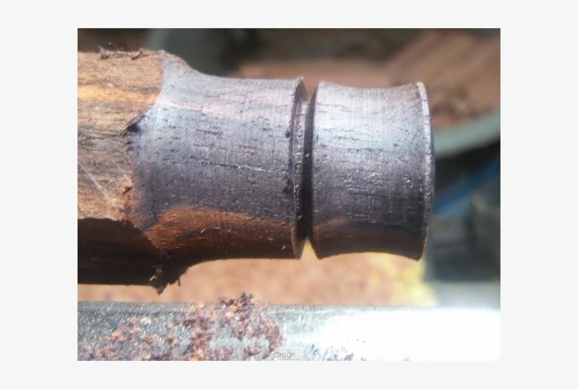 Organic Arangholz Plug Black Dots Shell Inlay White - Plug, transparent png