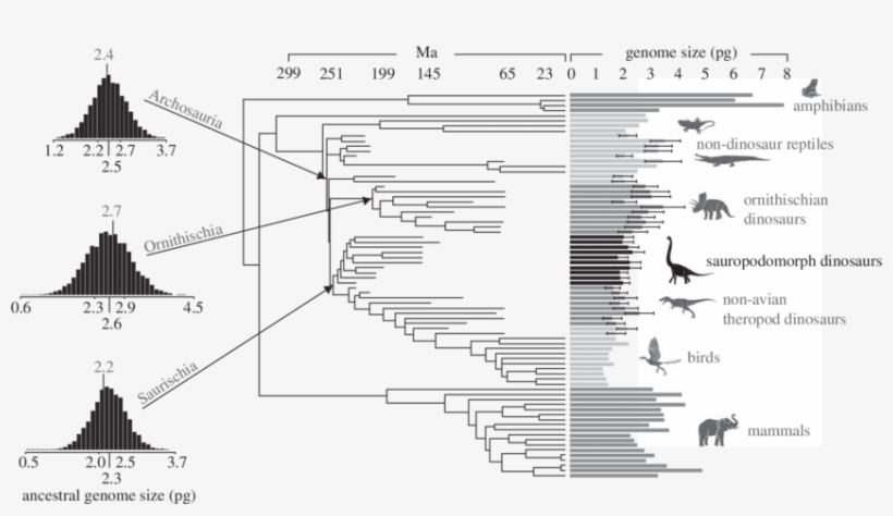 Estimated Haploid Genome Size For Sauropodomorph Dinosaurs - Error Bar, transparent png