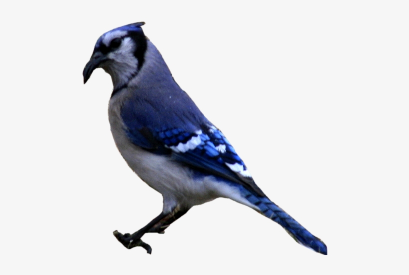 Blue Jay Png Graphic Free Download Blue Jay Cut Out 500x471 Png Download Pngkit