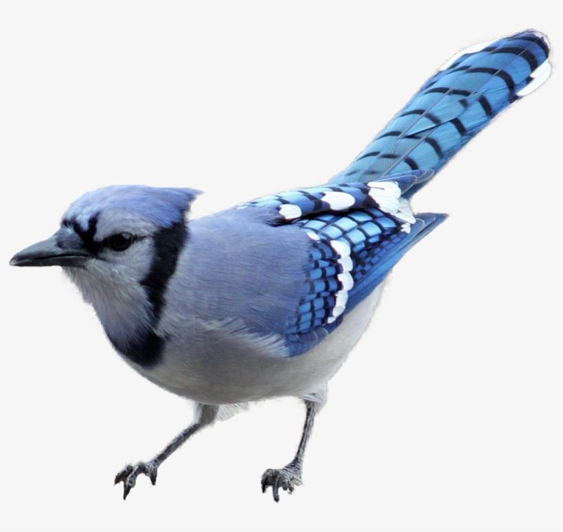 Grand River Equine Feeds - Blue Jay No Background, transparent png