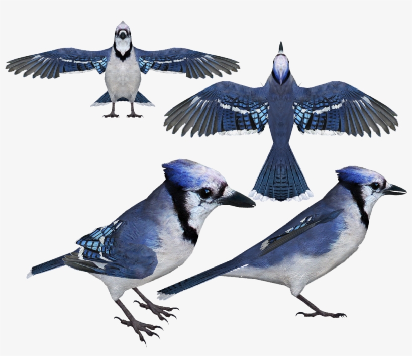 Jayblue Hendrix - Blue Jay, transparent png