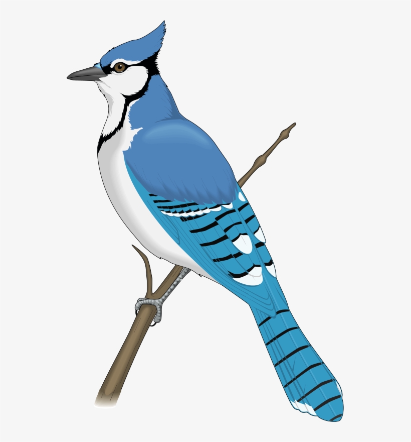 Clip Art Black And White Rare Bird Free On Dumielauxepices - Blue Jay Clip Art, transparent png