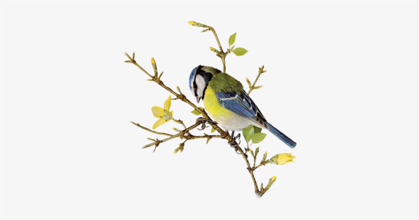 Bluejay On Branch - Finch, transparent png