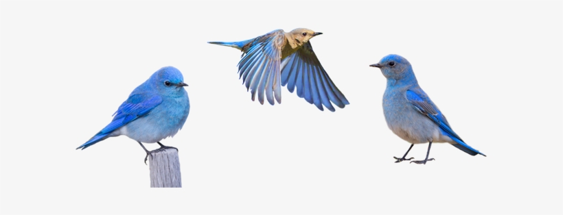 Birds Transparent Blue - Idaho Mountain Bluebird Png, transparent png