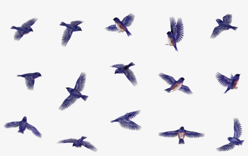Butterfly 14 By Wolverine041269 On Deviantart - Bird, transparent png
