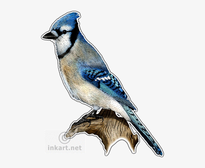 Blue Jay Decal - Songbirds Of North America Journal, transparent png