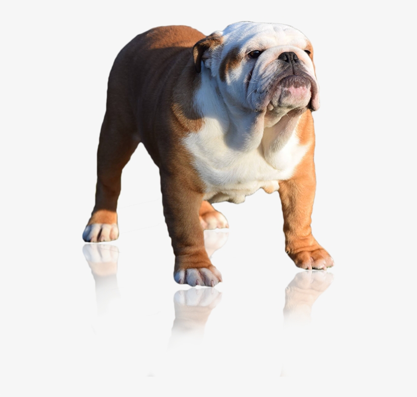Simplydoor Che Guevara 'pedigree' One Off Our Males, - Dog, transparent png