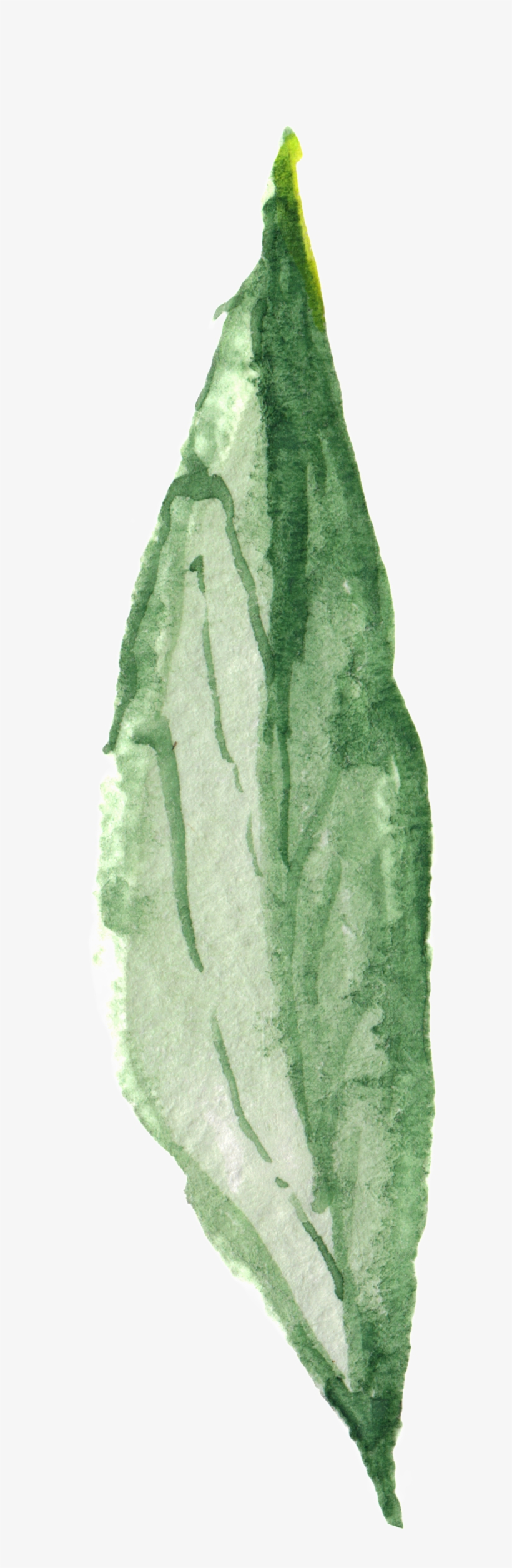 Plant Green Leaf Transparent Decorative - Green, transparent png