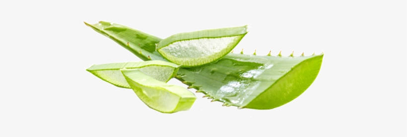 10 Beauty Benefits Of Aloe Vera Gel - Aloé Vera - A Planta Imortal: Seis Mil Anos De História, transparent png