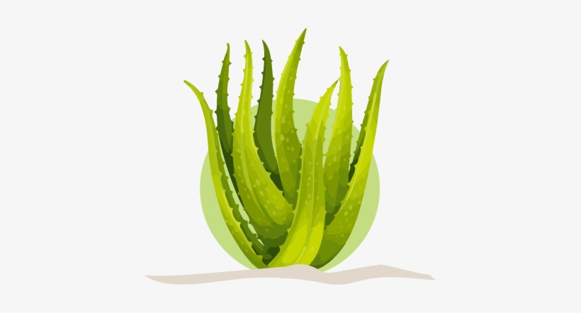 Join Forever Aloe - Aloe Vera By Forever, transparent png