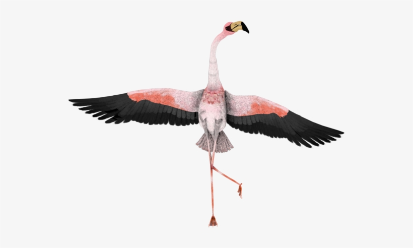 Flamingo Clipart - Flamingo Funny, transparent png