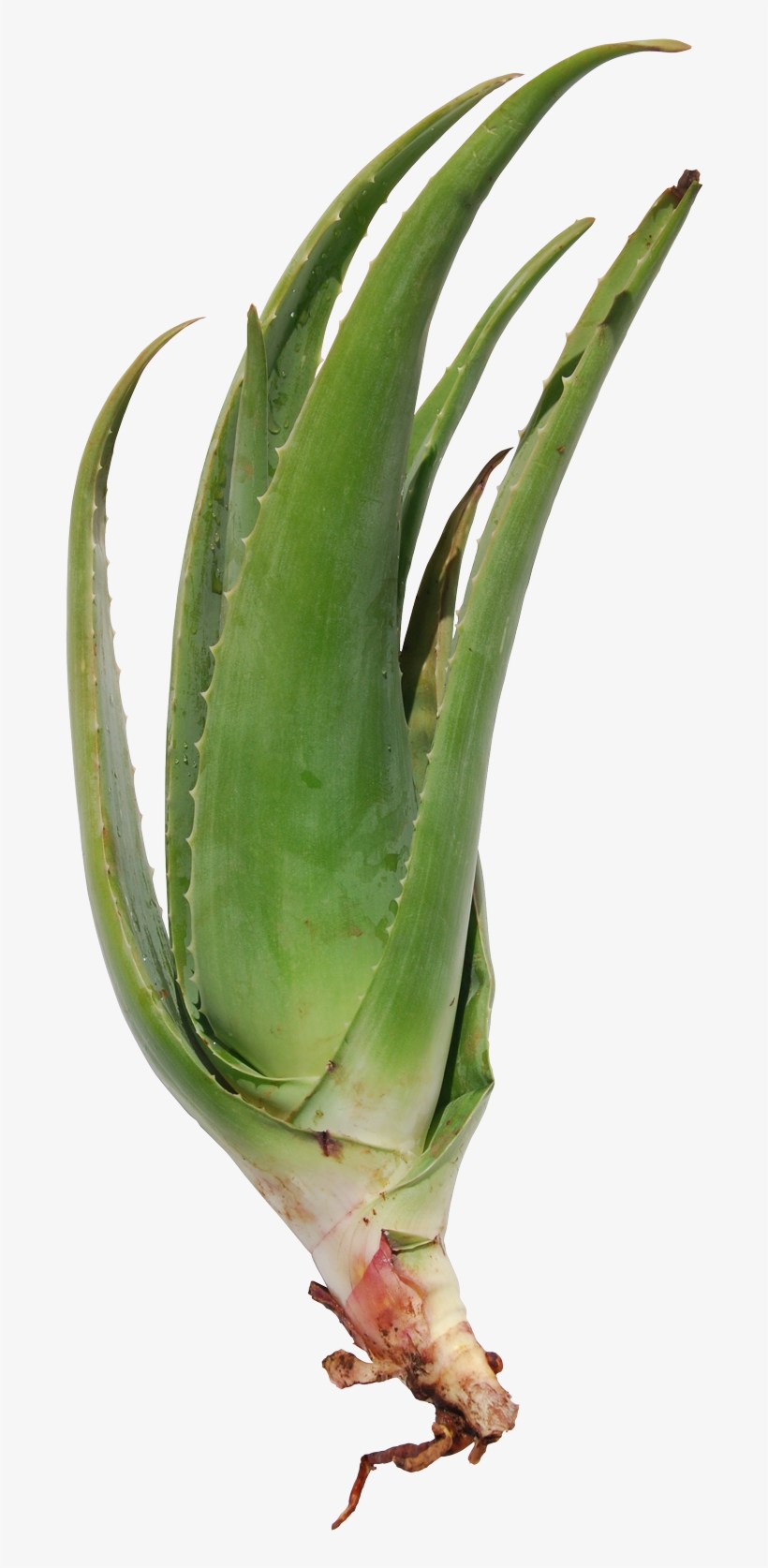 Seedlings - Aloe Vera Auténtico, transparent png