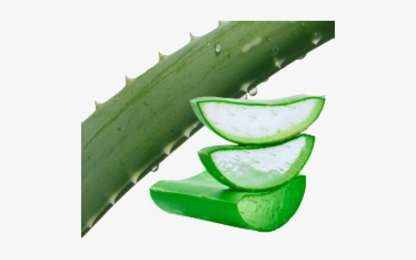 Aloe Vera No Background, transparent png