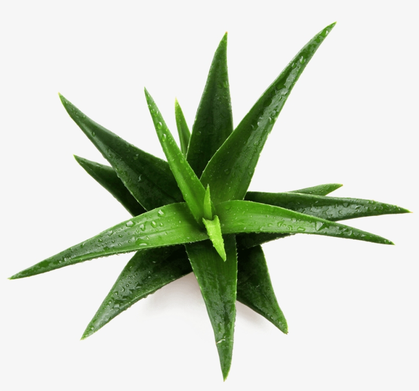 Patented Ingredient Name Daltonmax 700® Aloe Vera - Imagenes De Un Maguey, transparent png