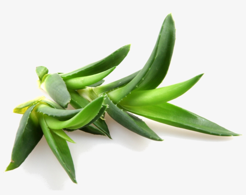 Aloe Vera Contains Over 100 Natural Amino Acids, Vitamins, - Promotion Succulents Seed, Mesa Aloe Polyphylla Rotation, transparent png