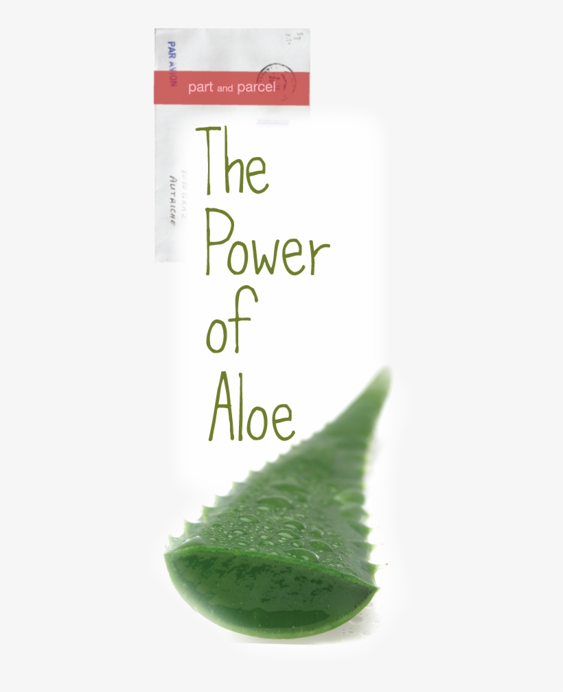 Aloe Vera - Aloe Vera Plant, transparent png
