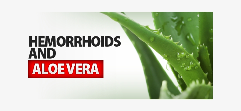 Hemorrhoid And Aloe Vera - Kodiake Eye Zinc - Organic Eye Cream With Zinc Oxide,, transparent png