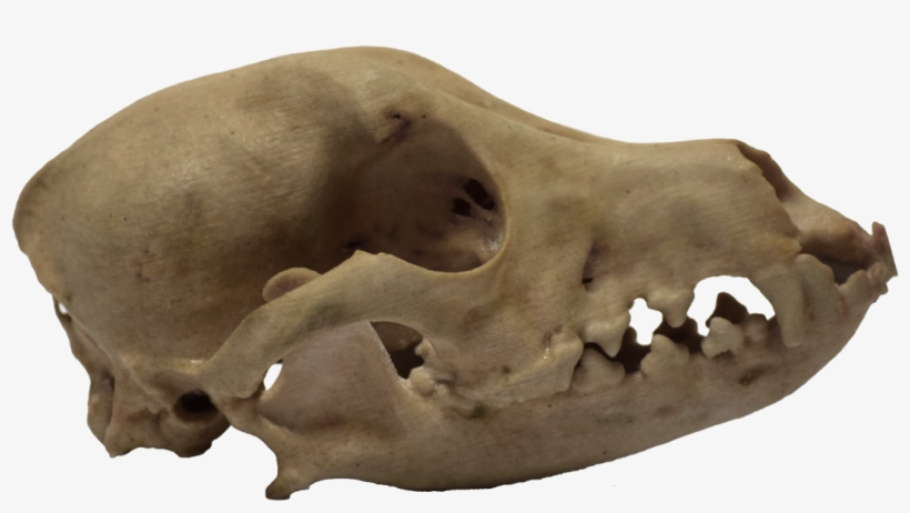 3d Printed Dog Skull Side View - Boar, transparent png