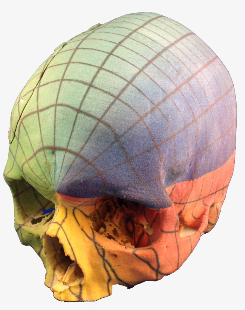 Full Color 3d Print Skull - Skull, transparent png