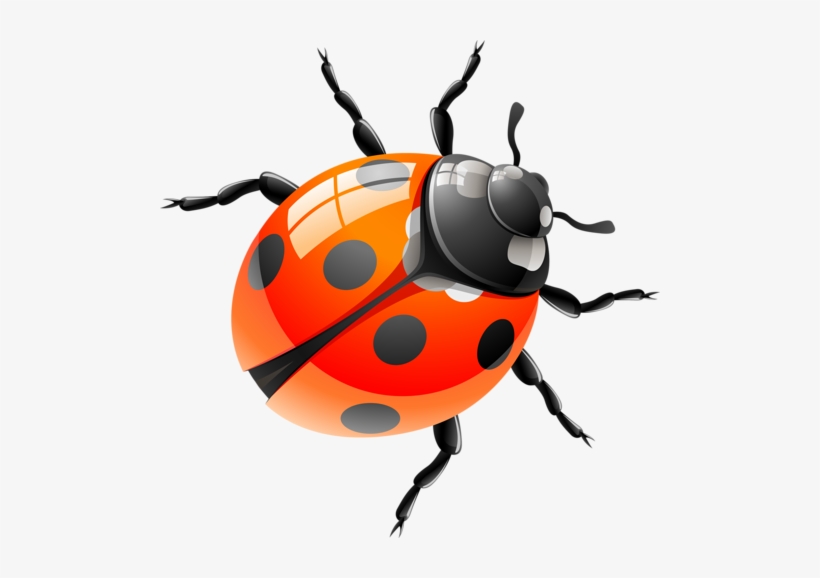 Clipart Images - Red Ladybird, transparent png