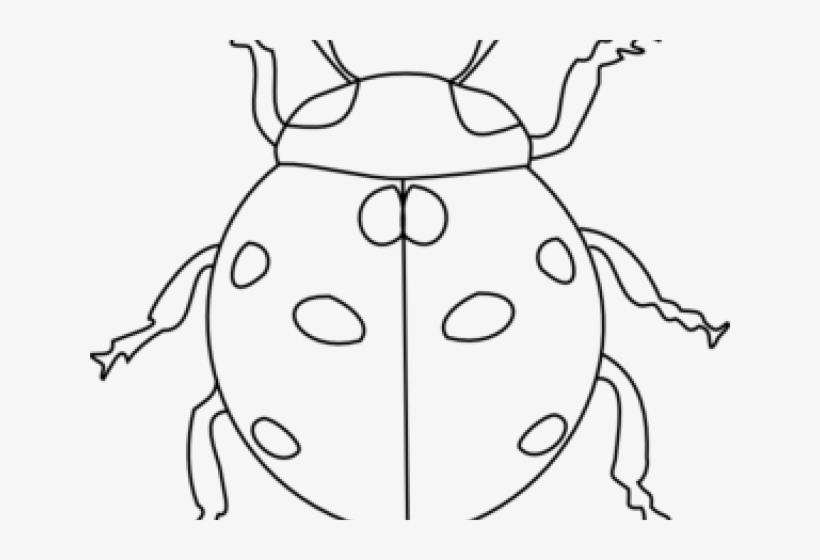 Black And White Ladybug Clipart - Pikapolonica Pobarvanka, transparent png