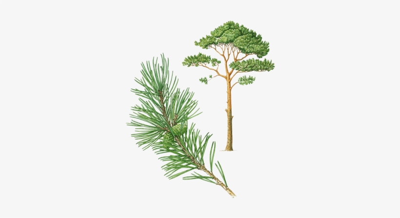 Pin D Alep Png, transparent png