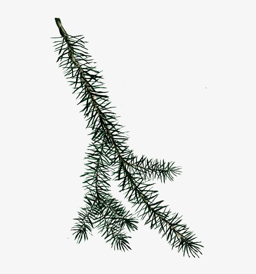 Amernoir Is A Bitter Digestif Inspired By The Style - Sitka Spruce, transparent png