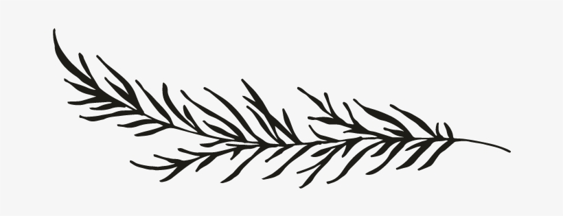 Clipart Resolution 696*696 - Black And White Pine Branch Png, transparent png