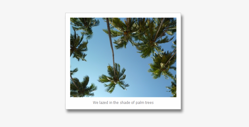 Holiday In Goa - Mexican Pinyon, transparent png