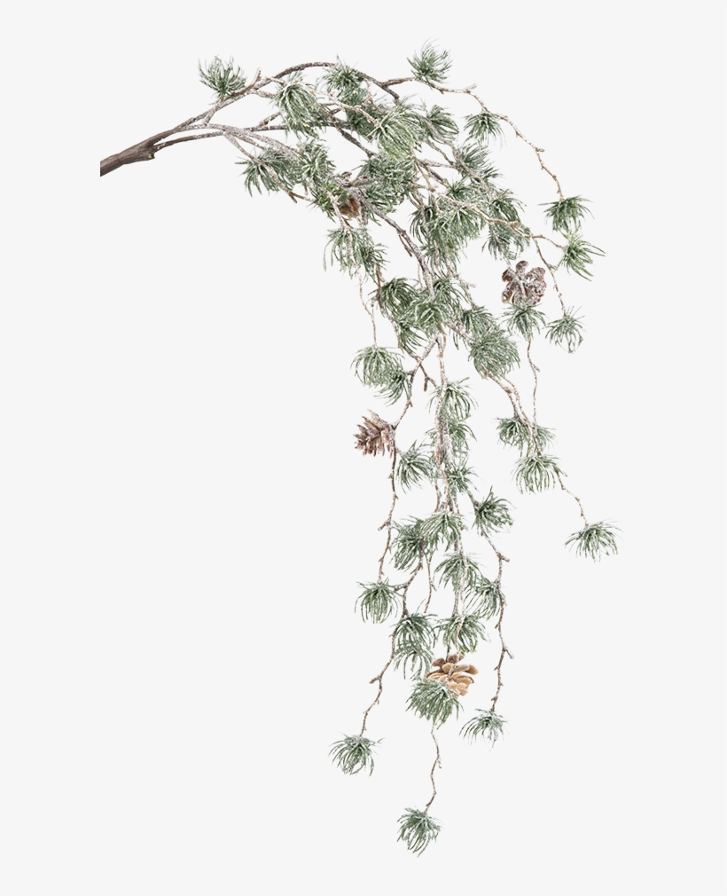 Green Pine Branch With Cones - Casuarina, transparent png