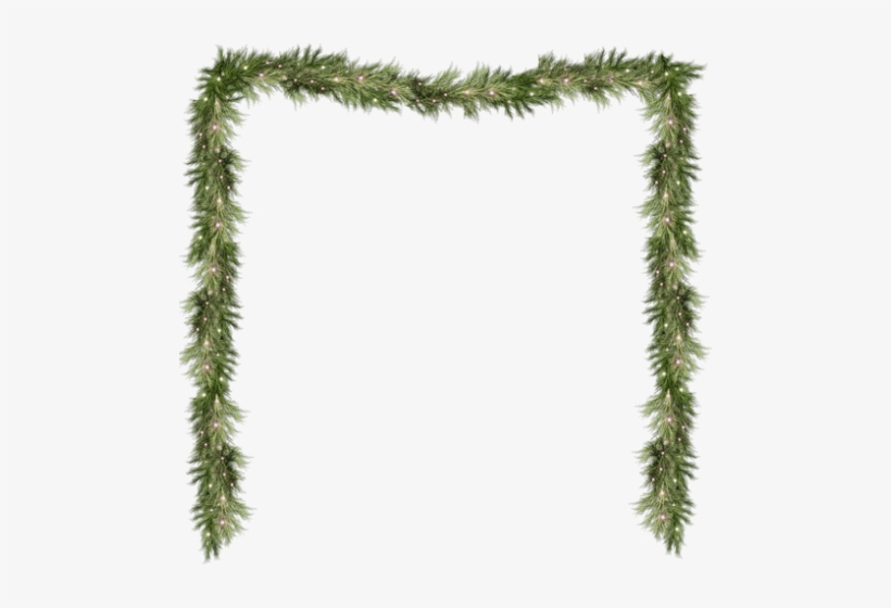 Pine Png Pine Branch Png Pine Branch - Pine, transparent png