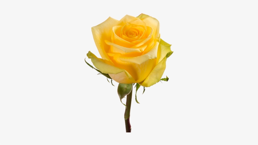 Stardust - Rose Brighton, transparent png