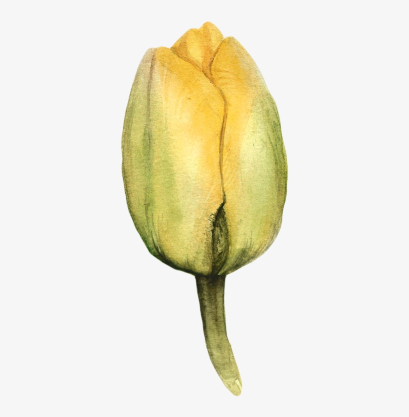 Watercolor Tulips - Tulip, transparent png