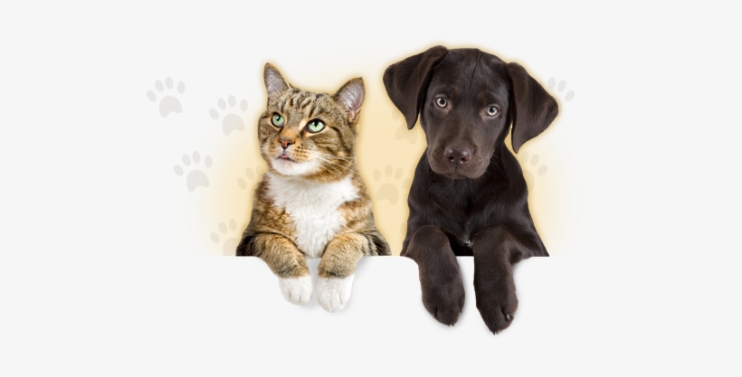These Restrictions Apply To Travelling With A Pet - Dog Aging, transparent png
