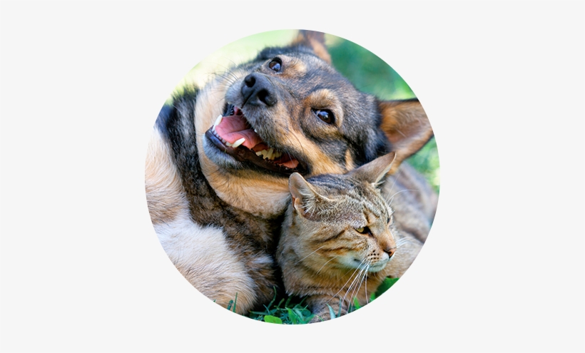 Pet Friendly - Dogs And Cats, transparent png