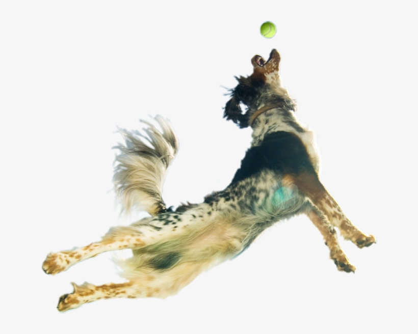 The Ultimate In Pet Nutrition - Jumping Dog Transparent Background, transparent png