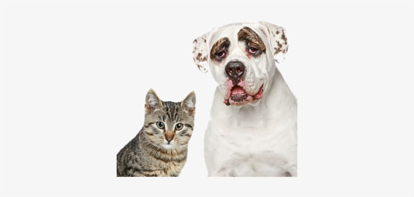 Senior Pets Png M - Brown Cat And Dog Boxer Breed - Shower Curtain, transparent png