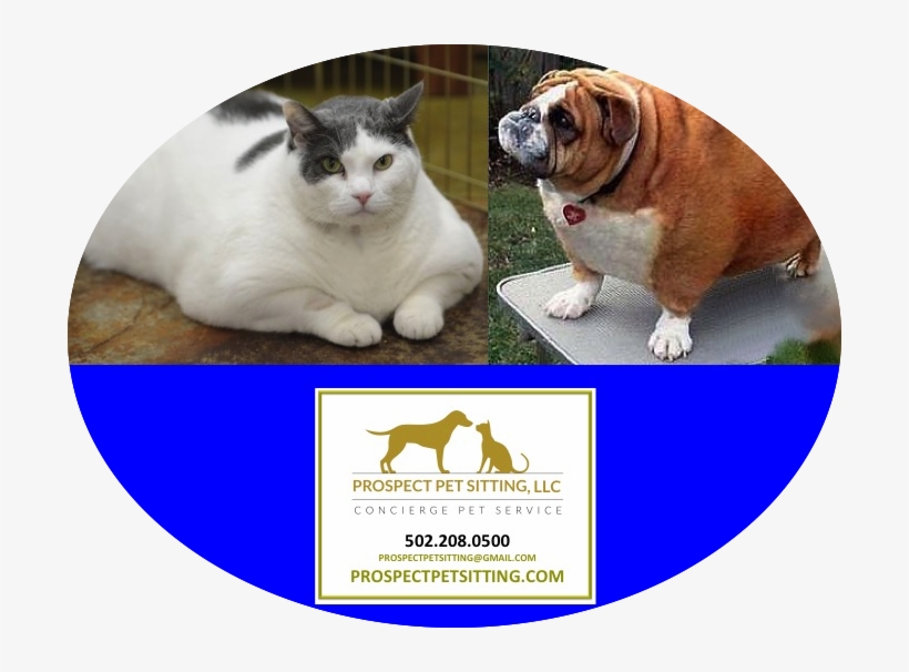 Pet Obesity On The Rise - Play It Again, Rosie! [book], transparent png