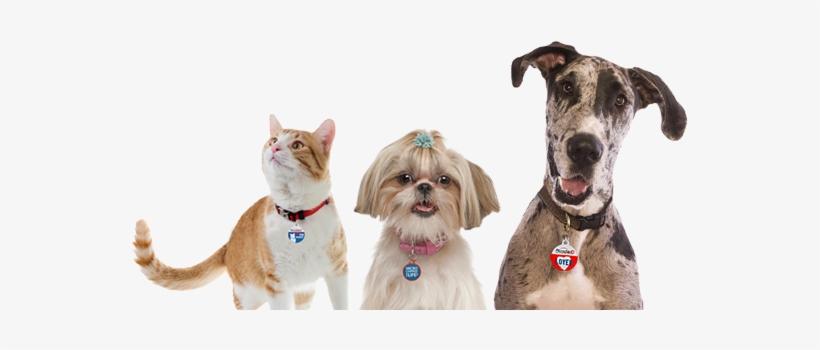 Save 20% And Get Free Shipping On Any Custom Collar - Great Dane By Jinny Johnson 9781625881755 (hardback), transparent png